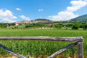 Green fields of crops and olive trees