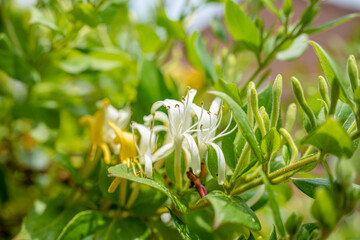 close-up of chateau garden flora in France
