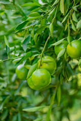 Fresh tangerines from the garden