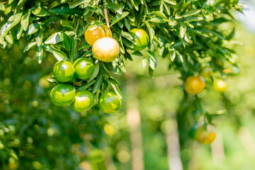 Fresh tangerines from the garden