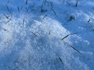 Green blades of grass poke through the snow cover on a meadow