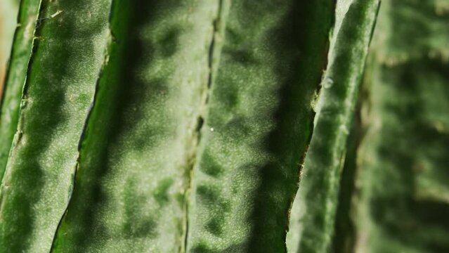 Close-up green edible succulent plant