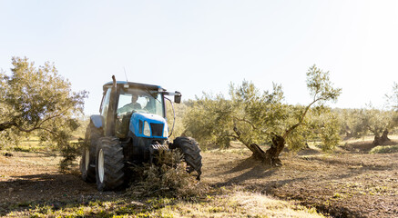 A worker drives a tractor to shred the pruning debris from the olive trees. Shredding of pruning...