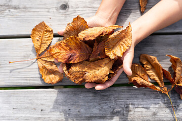 Close up open hands showing a handful of fallen orange chestnut leaves in autumn on a gray plank...