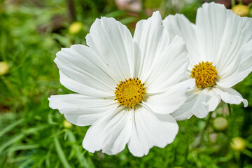 Obraz premium close-up of chateau garden flora in France