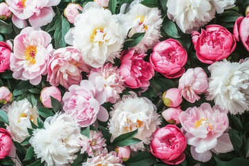 Pink and white peonies  background in vintage style.