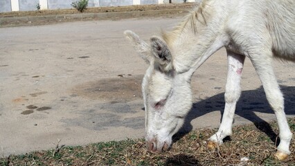 A wild albino donkey at Asinara in Sardinia during a sunny day.