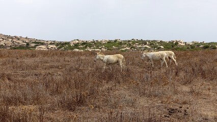 Three wild albino donkeys at Asinara in Sardinia graze peacefully during a sunny day.