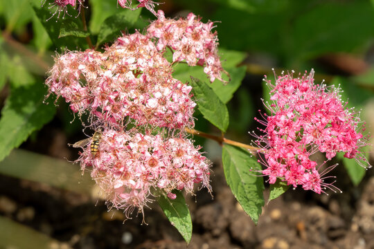 close-up of chateau garden flora in France