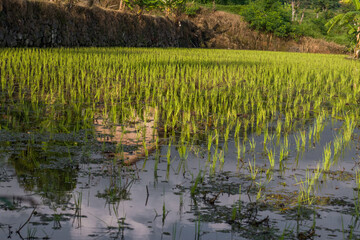 close up view of rice fields in the morning, with water reflections reflecting the sky