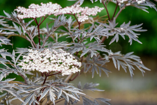 close-up of chateau garden flora in France
