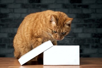 Funny red cat looking curious in a open box. Horizontal image with copy space. 	