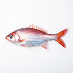 fish on white background.