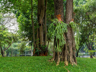 Green Staghorn Fern Plants Growing on an Old Tree Trunk