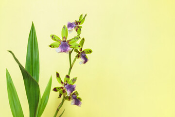 Purple-green Zygopetalum orchid inflorescence before solid color background.