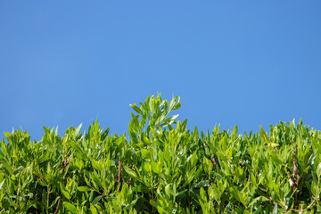 Dense, untrimmed hedge with shoots before blue sky. Copy space.