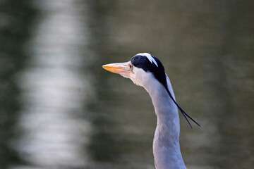 Heron