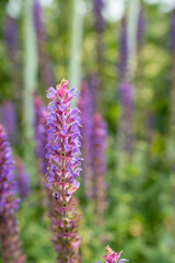 close-up of fresh nature flower