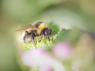 Bee sucking pollen macro