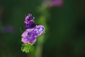 Obraz premium Wild purple flower