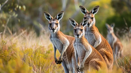 Raamstickers Red kangaroos in the meadows of the Australian outback © Banu