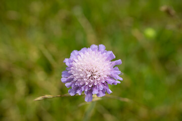 close-up of fresh nature flower