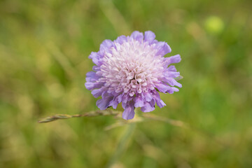 close-up of fresh nature flower