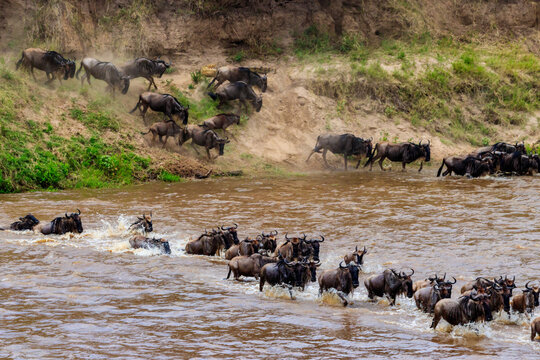 Wildebeest crossing the Mara river in Serengeti national park, Tanzania. Great migration