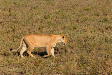 Lioness (Panthera leo) walking in savannah in Serengeti national park, Tanzania