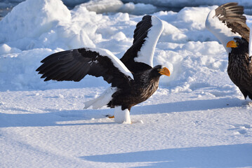 Bird watching with floating ices in winter