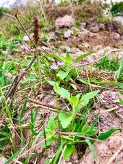 Nature in Roi ET 