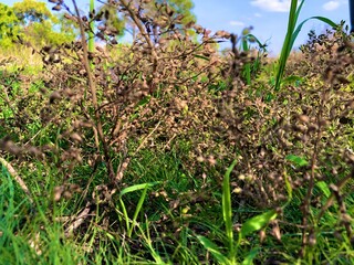 Nature in Roi ET 