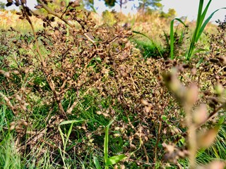 Nature in Roi ET 