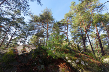 Forest path in the Saint-Germain rock. Fontainebleau forest