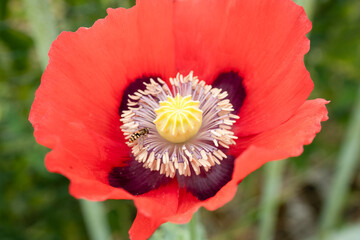 close-up of a beautiful red and purple summer Opium poppy (Papaver somniferum)