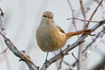 枝に引っかかった尾羽を気にするジョウビタキの雌