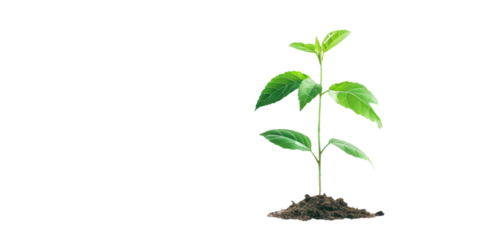 single tree seedling with lush green leaves standing tall and proud, against a white background.