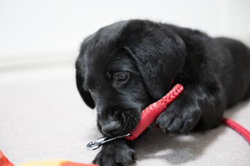 じゃれている大型犬のころの子犬のクローズアップ