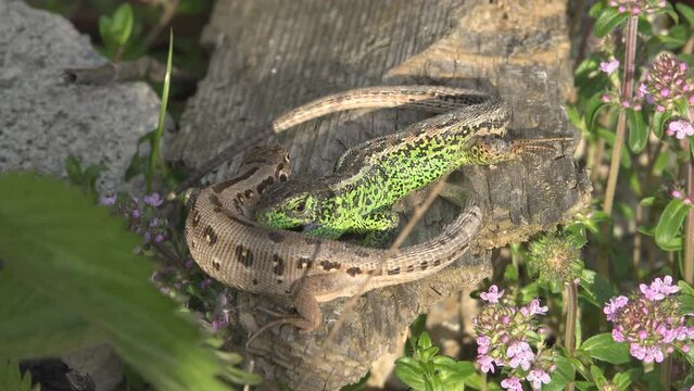 Sand lizard (Lacerta agilis) male bites female back legs as mating behavior