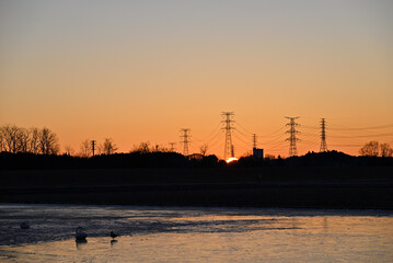 The arrival of swans, Utsunomiya, Tochigi