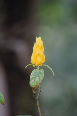 Pachystachys lutea (golden shrimp plant, lollipop plant, lilin emas, tanaman lolipop). It is a tropical, soft-stemmed evergreen shrub between 0.5 and 2.5 meters tall