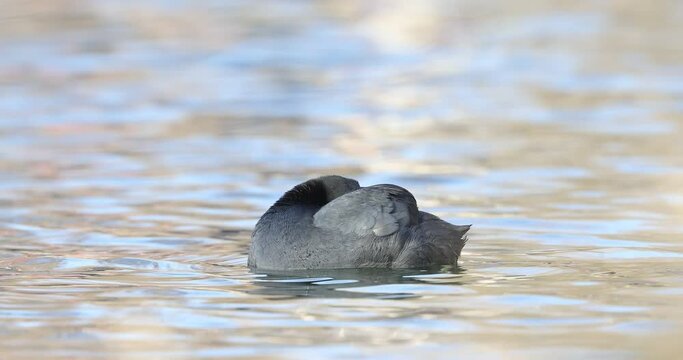 4k movie of Eurasian coot, fulica atra, clean his feather and swimming on a lake. 