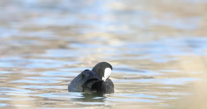 4k movie of Eurasian coot, fulica atra, clean his feather and swimming on a lake. 