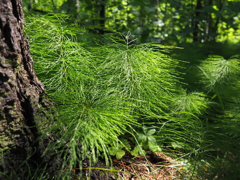 Horsetail Equisetum, genus of vascular plants, department Equisetophyta Ferns. Horsetail sways in the wind. Metamerism, alternation of nodes and internodes. Leaves reduced to scales, whorls at nodes