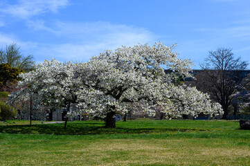 ダム公園に咲く雨宿り