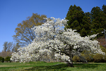 Obraz premium ダム公園に咲く雨宿り