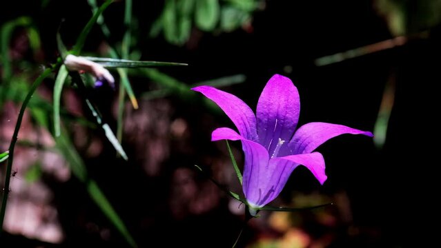 Close-up of a beautiful violet Spreading Bellflower (Campanula patula), swaying in the wind. Slow motion