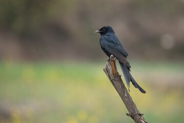 Black Drongo Perched on Dead Branch