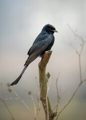 Black Drongo Perched on Dead Branch
