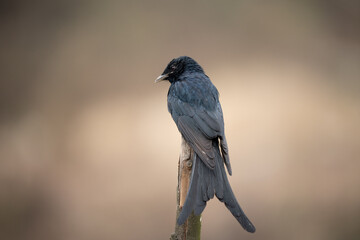Black Drongo Perched on Dead Branch